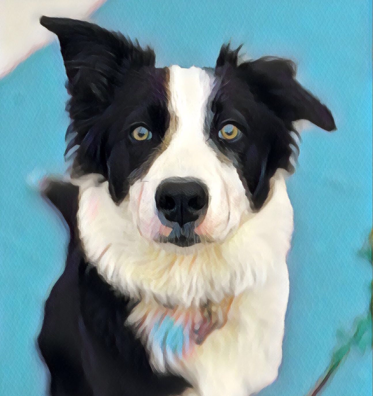 Suburban Border Collie